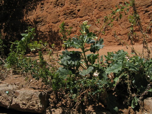 Hyoscyamus albus