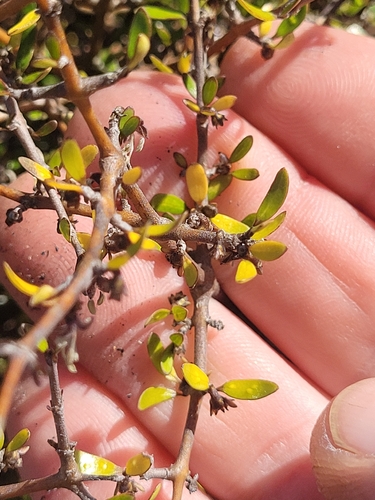 Coprosma propinqua, photograph 2