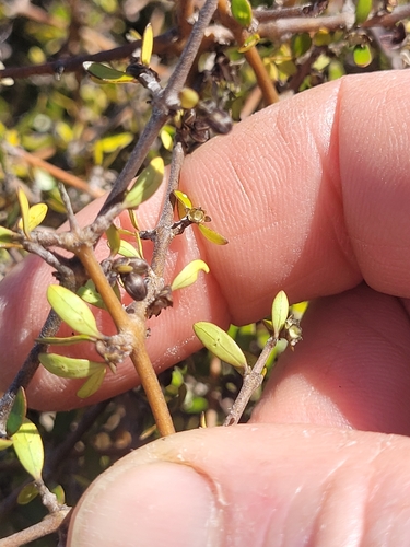 Coprosma propinqua, photograph 3