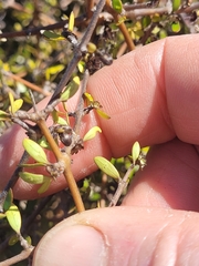 Coprosma propinqua, photograph (c) Brett Sandford, some rights reserved (CC BY)