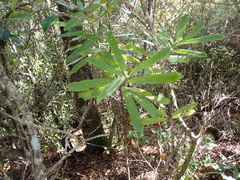 Myrsine salicina