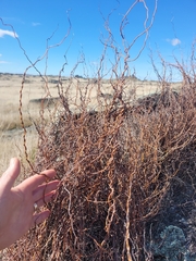 Muehlenbeckia complexa, photograph (c) Brett Sandford, some rights reserved (CC BY)