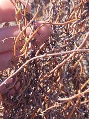 Muehlenbeckia complexa, photograph (c) Brett Sandford, some rights reserved (CC BY)