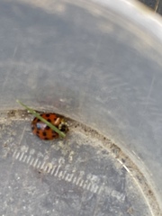 Harmonia axyridis