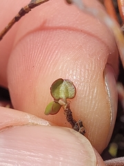 Muehlenbeckia complexa, photograph (c) Brett Sandford, some rights reserved (CC BY)