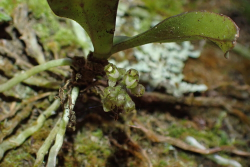 Drymoanthus adversus, photograph 4