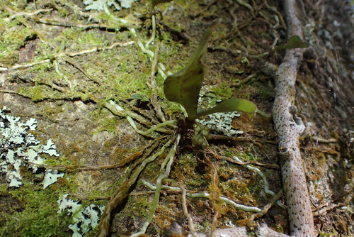Drymoanthus adversus, photograph 5