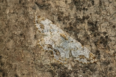 Biston suppressaria