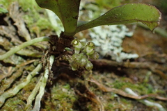 Drymoanthus adversus, photograph (c) Michael Berardozzi, some rights reserved (CC BY)
