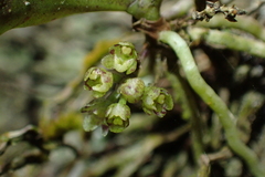 Drymoanthus adversus