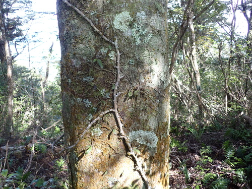 Drymoanthus adversus, photograph 1