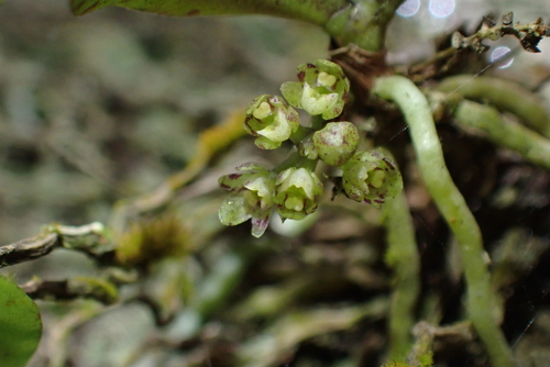 Drymoanthus adversus, photograph 2