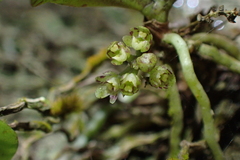 Drymoanthus adversus, photograph (c) Michael Berardozzi, some rights reserved (CC BY)