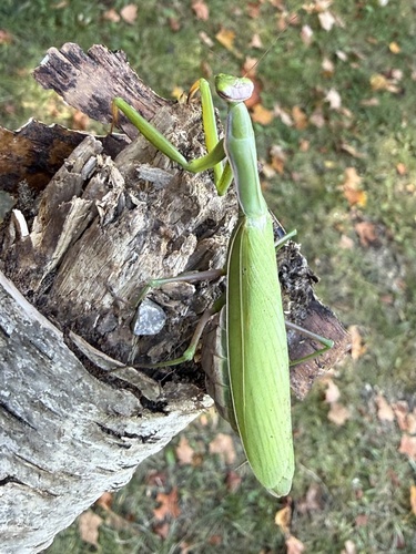 European Mantis