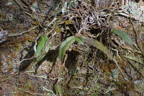 Drymoanthus adversus, photograph 3