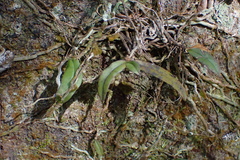 Drymoanthus adversus, photograph (c) Michael Berardozzi, some rights reserved (CC BY)