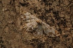 Biston suppressaria