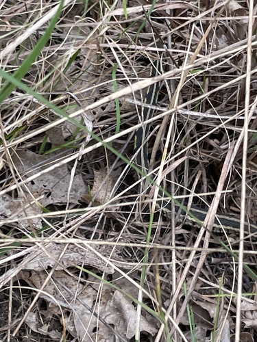 Chicago Garter Snake