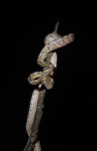 Sri Lanka Cat Snake