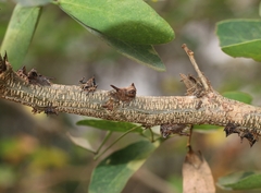 Oxyrhachis
