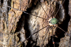 Leiobunum viridorsum