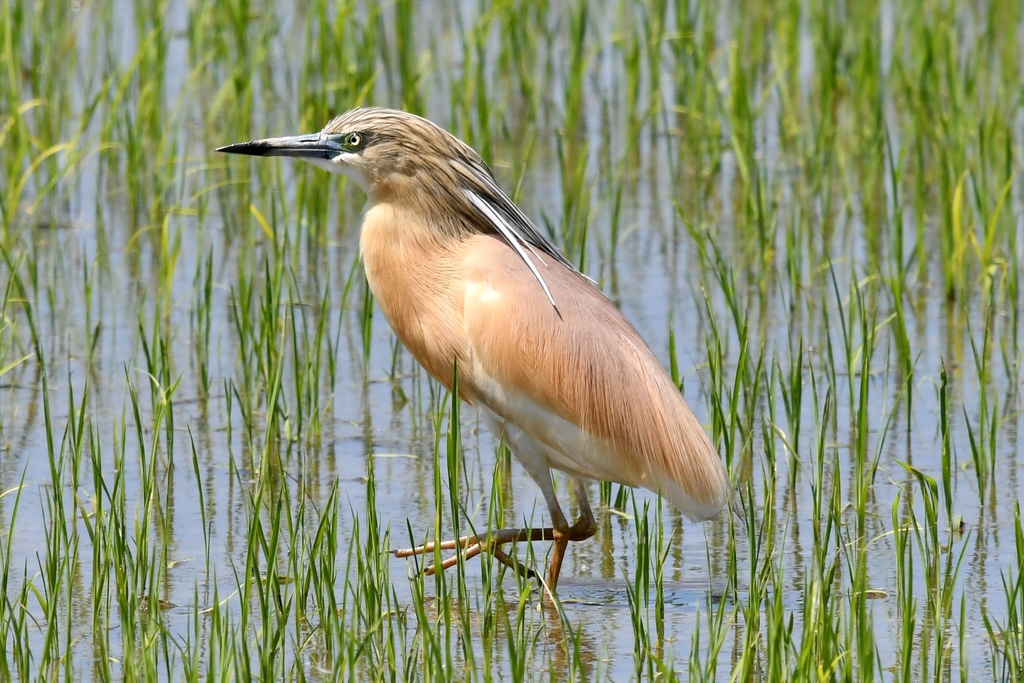 Squacco Heron photo