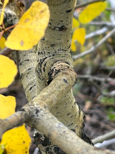 Populus tremuloides, photograph 6