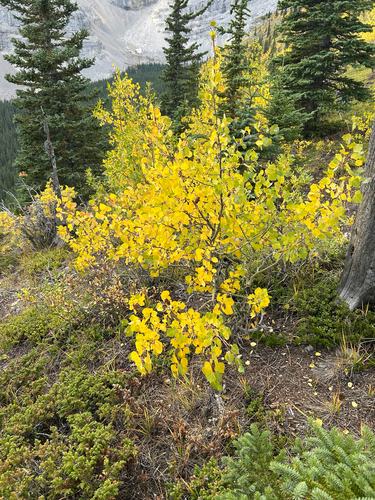 Populus tremuloides, photograph 5