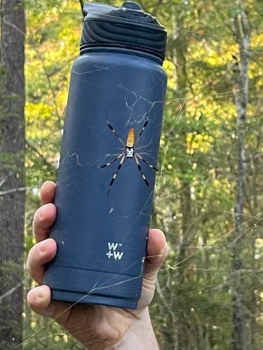 Golden Silk Spider