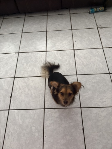 Domestic Dog