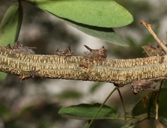 Oxyrhachis