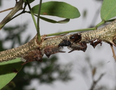 Oxyrhachis