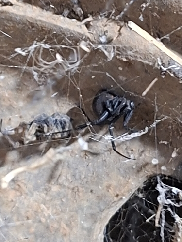 Redback Spider