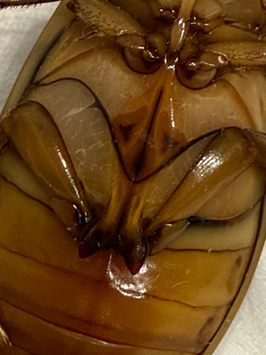 Dytiscus cordieri