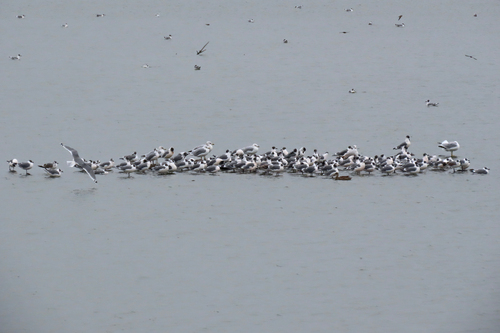 Franklin's Gull