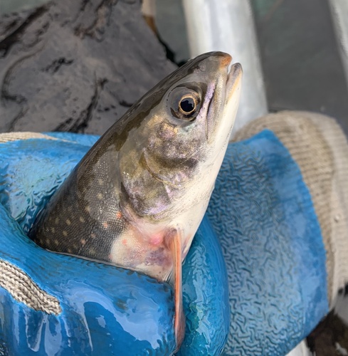 Dolly Varden