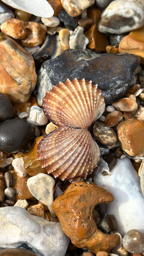 Acanthocardia echinata, 2026-09-19