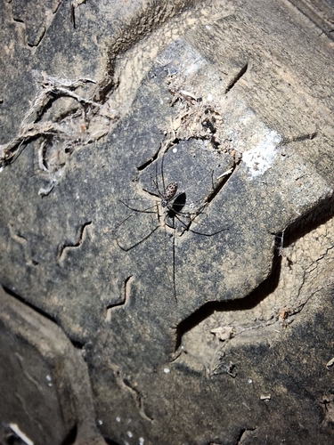 Natal Cellar Spider