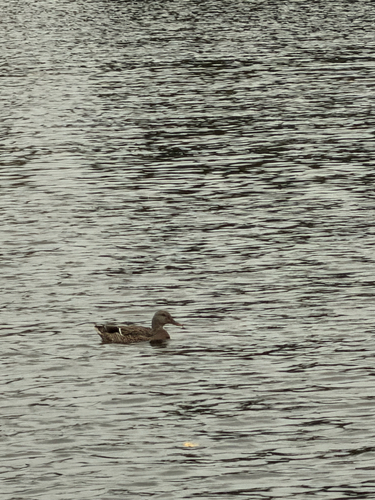 Mallard