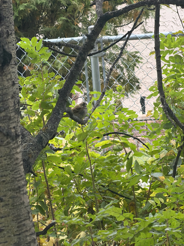 White-throated Sparrow