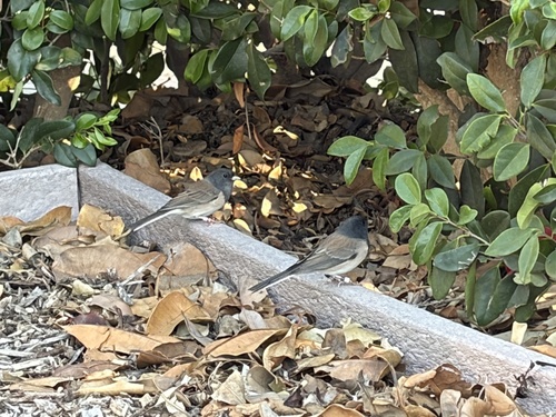 Dark-eyed Junco