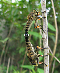 Promachus yesonicus
