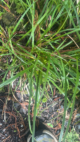 Carex uncinata observed 2026-09-26