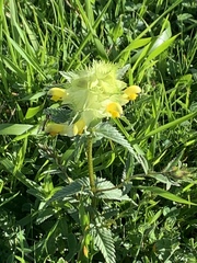 Rhinanthus alectorolophus