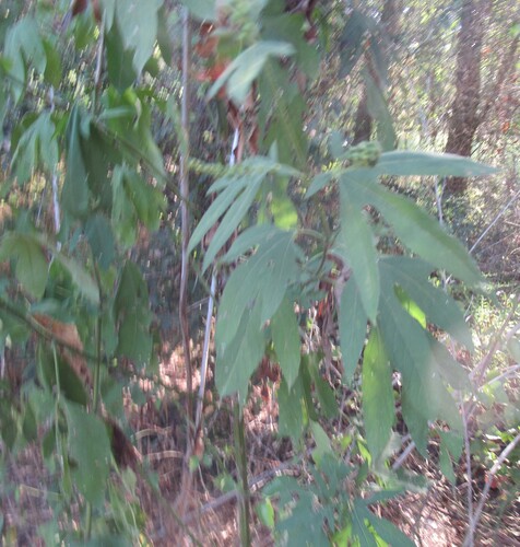 Ambrosia trifida, photograph 5