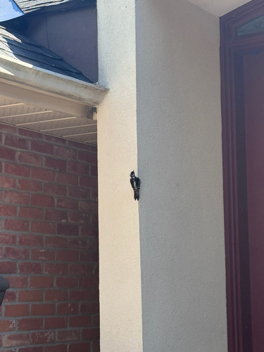 Downy Woodpecker