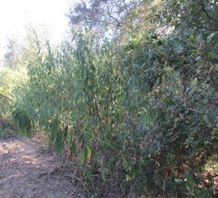 Ambrosia trifida, photograph (c) Linda Jo Conn, some rights reserved (CC BY)