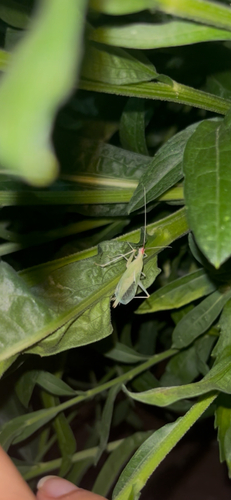 Broad-winged tree cricket