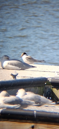 Common Tern