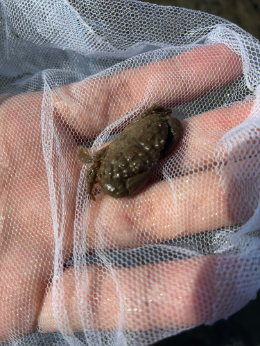 Leptodius sanguineus observed 2026-09-26